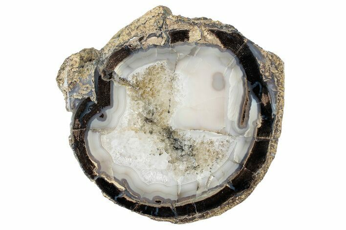 Petrified Wood (Schinoxylon) Round - Blue Forest, Wyoming #263975